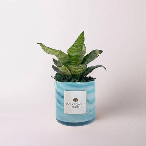 Bomboniera Paola Rolando Sansevieria Nana Marble Azzurro